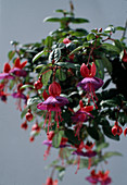 Fuchsia 'Swanley Gem'