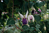 Fuchsia 'American Prelude'