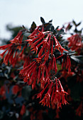 Fuchsia 'Gardener Bonstedt'