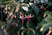 Fuchsia 'Cillerton Beauty'