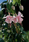 Fuchsia-hybr. 'merry Mary'