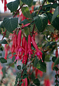 Fuchsia 'Tourtonne'