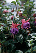 Fuchsia 'Yonder Blue'