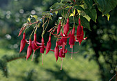 Fuchsia 'Golondrina'