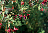 Fuchsia 'Henning Becker'