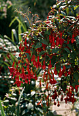 Fuchsia 'Marinka'