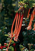 Fuchsia hybrid