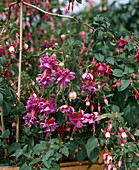 Fuchsia hybrid