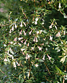 Fuchsia 'Hummeltje'