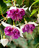 Fuchsia hybrid