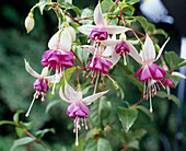 Fuchsia 'Pennine'