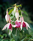 Fuchsia 'Country Goal'