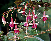 Fuchsia 'Coxeen'