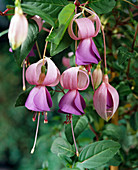 Fuchsia-Hybride