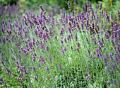 Lavandula angustifolia 'Nana Atropurpurea' (Dwarf Lavender)