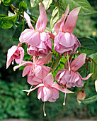 Fuchsia 'King Ransom'