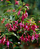 Fuchsia magellanica 'Bernisser Hardy'