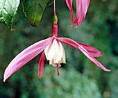 Fuchsia 'Texas Longhorn'