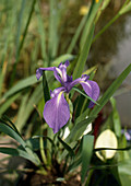Iris laevigata (Asian Swamp Iris)