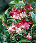 Fuchsia hybrid