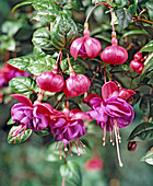 Fuchsia hybrid