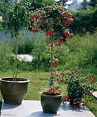 Fuchsia 'Lycoides X'