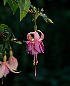 Fuchsia-Hybride