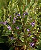 Scutellaria galericulata (Sumpfhelmkraut)