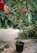 Fuchsia (Fuchsie) im Herbst vor dem Einräumen zurückschneiden