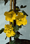 Frementodendron