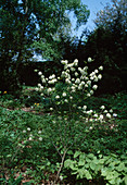 Fothergilla monticola (Feather bush shrub)