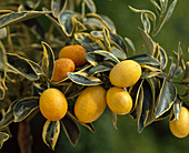 Fortunella japonica variegata