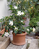 Gardenia jasminoides (Gardenie)