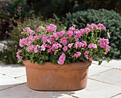 Small flowering geranium