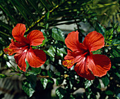 Hibiscus rosa sinensis