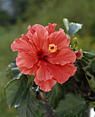 Hibiscus