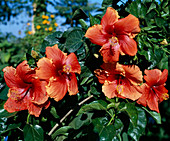 Hibiscus US-Hybride