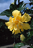 Hibiscus rosa-sinensis