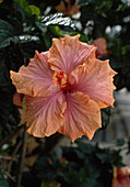 Hibiscus rosa-sinensis