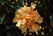 Hibiscus rosa-sinensis