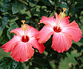 Hibiscus rosa-sinensis