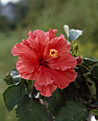 Hibiscus rosa-sinensis