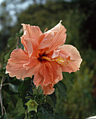 Hibiscus rosa-sinensis