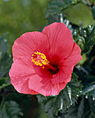 Hibiscus rosa-sinensis