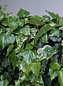 Hedera helix