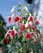 Fuchsia hybrid