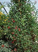 Kennedia coccinea (Purple bean, coral vine)