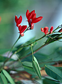 Kennedia coccinea (Purple bean, Coral vine)