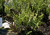 Thelypteris thelypteroides (Sumpffarn)