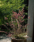 Leptospermum scoparium